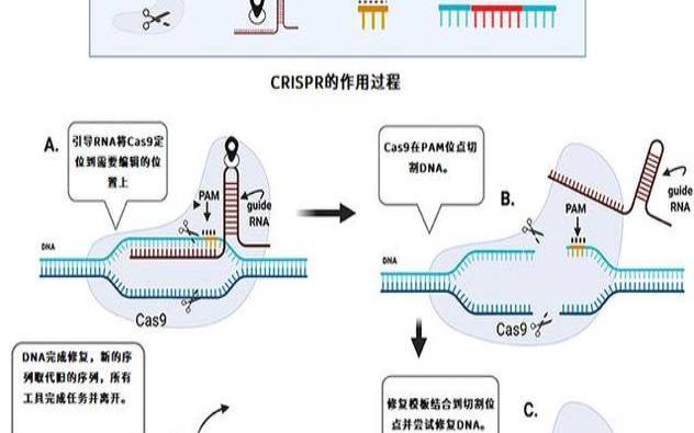 crispr基因编辑技术原理